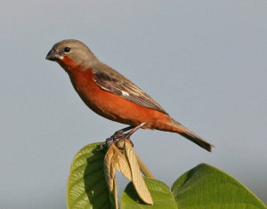 fire-red-finch